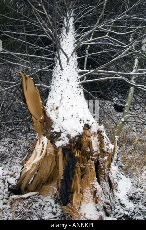 Weißer Fichte (Picea Hastata) Windfall mit frischem Schnee, Greater Sudbury, Ontario, Kanada Stockfoto