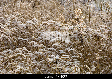 Frischer Schnee auf Sumpf Gräser und toten Goldrute, grössere Sudbury, Ontario, Kanada Stockfoto
