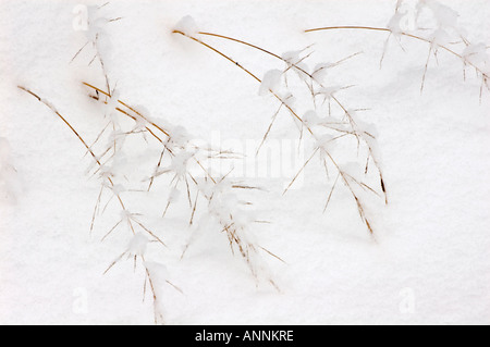 Winter Gräser frischen Schnee auf Red Top Gras, grössere Sudbury, Ontario, Kanada Stockfoto
