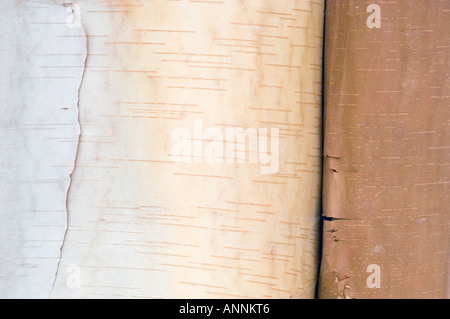 Birke (Betula Papyrifera) peeling Bark detail, Greater Sudbury, Ontario, Kanada Stockfoto