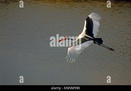 Erwachsene männliche Sattel in Rechnung gestellt Storch fliegt über einen kleinen Damm. Stockfoto