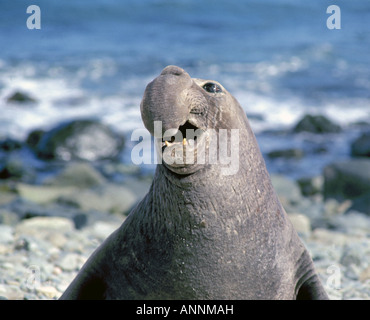 Ein sehr junger Stier See-Elefant an einem steinigen Strand in der Bucht von San Ignacio Stockfoto