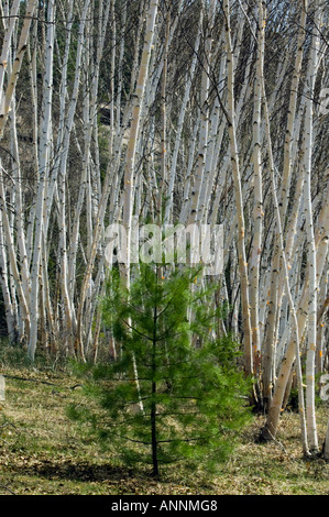 White Pine (Pinus strobus) Bäumchen im Birch grove Wanup, Greater Sudbury, Ontario, Kanada Stockfoto