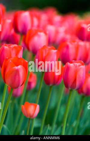 Tulip cultivar Attila Kommissar's Park, Dow's Lake Ottawa, Ontario, Kanada Stockfoto