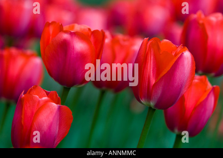 Tulip cultivar Attila Kommissar's Park, Dow's Lake Ottawa, Ontario, Kanada Stockfoto