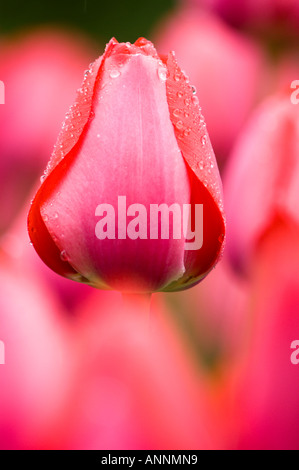 Tulip cultivar Kommissar Park, Dow's Lake Ottawa, Ontario, Kanada Stockfoto