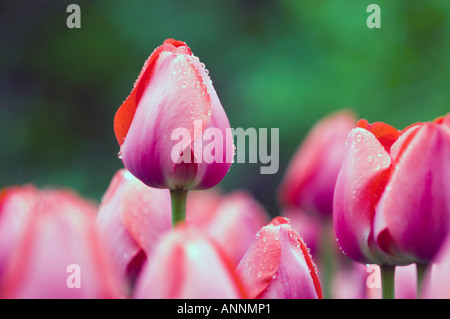 Tulip cultivar Kommissar Park, Dow's Lake Ottawa, Ontario, Kanada Stockfoto