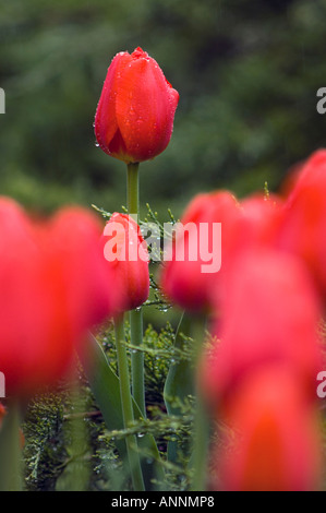 Tulip cultivar Kommissar Park, Dow's Lake Ottawa, Ontario, Kanada Stockfoto