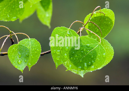 Zittern Aspen (Populus tremuloides) Neue Blätter mit Regentropfen, Greater Sudbury, Ontario, Kanada Stockfoto