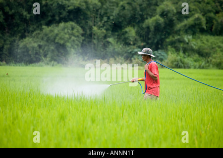 Asian man - Farmarbeiter sprüht Pestizide auf wachsenden Reis in Plantagen. Asien Terassenförmig Angelegter Reisfelder Chiang Mai, Thailand. Stockfoto