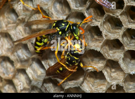 Europäische Papier Wespen (Polistes Dominulus) New York - Trophallaxis - Männchen (rechts) von gefüttert Weibchen (links) Stockfoto