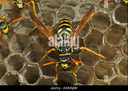 Europäische Papier Wespen (Polistes Dominulus) NewYork - Weibchen auf dem nest Stockfoto