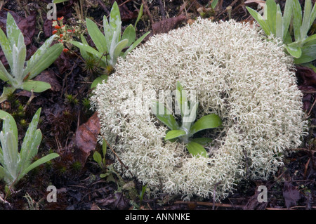 Rentier Flechten (Cladonia rangiferina) mit Perligen ewige Pflanzen im Frühjahr, Greater Sudbury, Ontario, Kanada Stockfoto