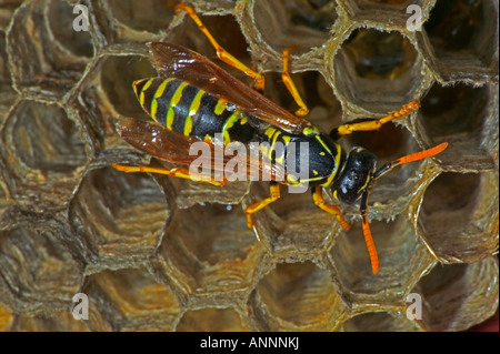 Europäische Papier Wespen (Polistes Dominulus) NewYork - Weibchen auf dem nest Stockfoto