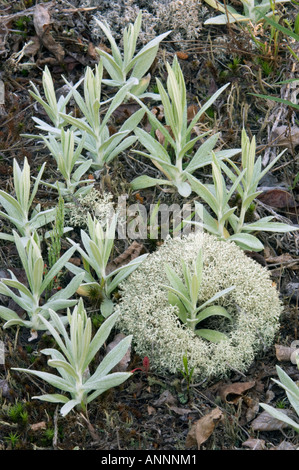 Rentier Flechten (Cladonia rangiferina) mit Perligen ewige Pflanzen im Frühjahr, Greater Sudbury, Ontario, Kanada Stockfoto