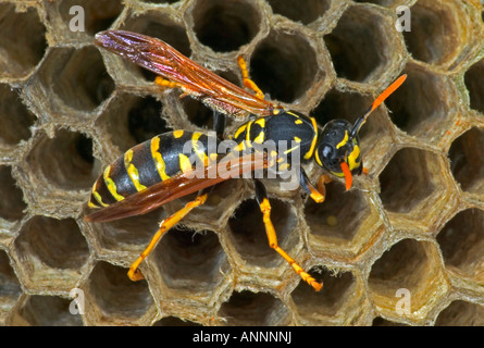 Europäische Papier Wespen (Polistes Dominulus) NewYork - Weibchen auf dem nest Stockfoto