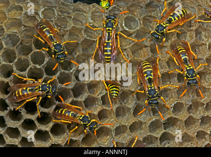 Europäische Papier Wespen (Polistes Dominulus) NewYork - Weibchen auf dem nest Stockfoto