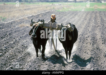 Ein mexikanischer Bauer pflügt einen Maisfeld mit einem Team von Ochsen in der trockenen Wüste Nähe Oaxaca Mexico Stockfoto