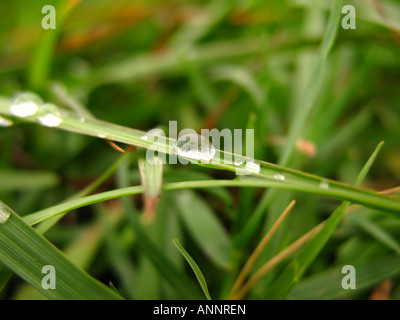 Tautropfen Stockfoto