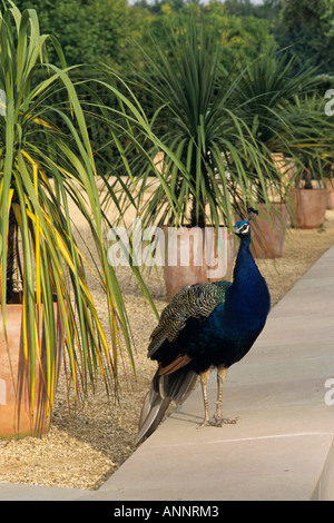 Blauen indischen Pfau (Pavo cristatus) Stockfoto