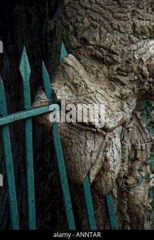 Ein großer Baum scheint langsam einen gusseisernen Zaun verschlingen werden. Stockfoto