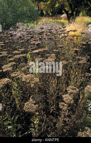 Fernleaf Schafgarbe (Achillea filipendulina 'Gold') Stockfoto