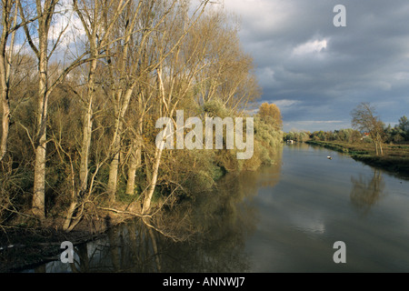 Auwald am Rhein Zweig, Naturschutzgebiet kühkopf - knoblauchsaue, Deutschland Stockfoto