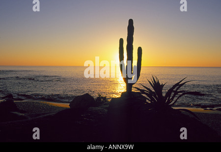 Ein Cardon Kaktus entlang der Küste von Meer von Cortez Golf von Kalifornien in der Nähe der Stadt Cabo San Lucas, Mexiko. Stockfoto