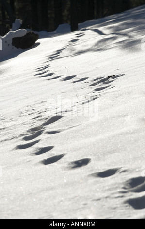 Fußspuren im Schnee, Sunset Krater-Nordarizona Stockfoto