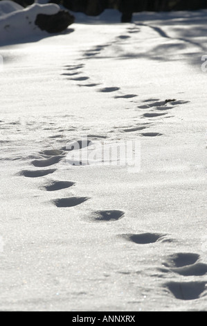 Fußspuren im Schnee, Sunset Krater-Nordarizona Stockfoto