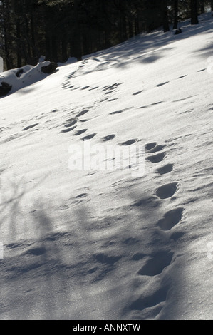 Fußspuren im Schnee, Sunset Krater-Nordarizona Stockfoto