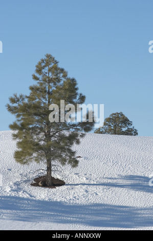 Kiefer in den Schnee, Sunset Krater Nordarizona Stockfoto