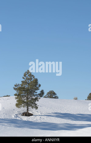 Kiefer in den Schnee, Sunset Krater Nordarizona Stockfoto