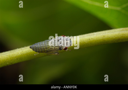 Oncometopia Orbona, leitete breit Scharfschütze Nymphe Stockfoto