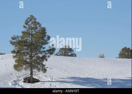 Kiefer in den Schnee, Sunset Krater Nordarizona Stockfoto