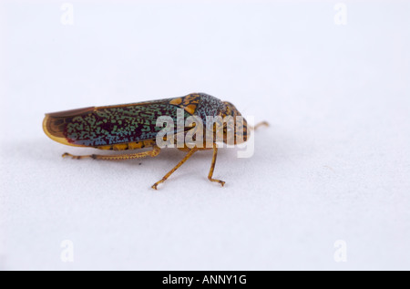 Breite Spitze Scharfschütze auf einem weißen Hintergrund Oncometopia orbona Stockfoto
