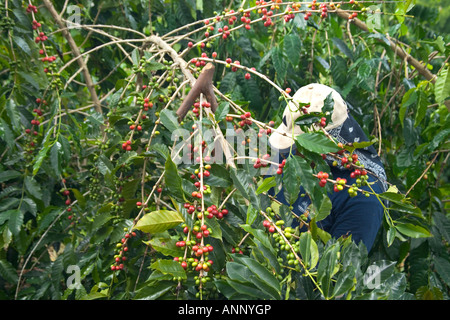 Landarbeiter Ernte Kona Kaffeebohnen. Stockfoto