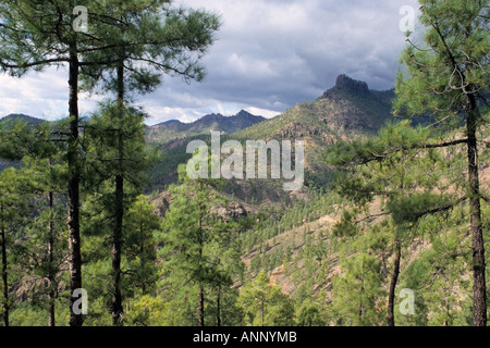 Kanarische Kiefer (Pinus canariensis), Naturschutzgebiet Pilancones, Gran Canaria, Spanien Stockfoto