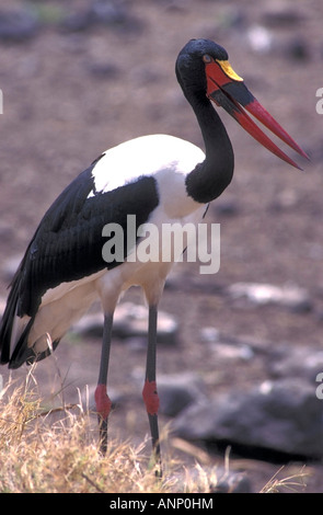 Erwachsenen Sattel – abgerechnet Storch ruht an einem kleinen See. Stockfoto