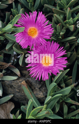 12:00 Uhr Blume (carpobrotus acinaciformis Syn. mesembryanthemum acinaciformis) Stockfoto
