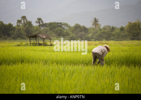 Reisanbau in Plantagen, Asien  Terraced Reis Felder Chiang Mai, Thailand, Asien Stockfoto