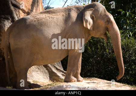 Große indische Elefantendame Seitenansicht Stockfoto