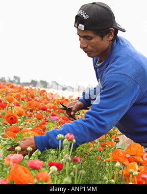 Latino-Blume-picker Stockfoto