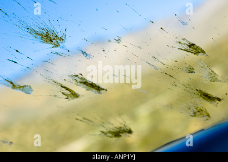 Tote Insekten sind während einer Fahrt über die Windschutzscheibe eines Autos bespritzt. Stockfoto