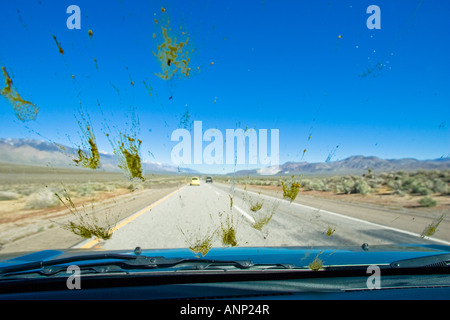 Tote Insekten sind während einer Fahrt über die Windschutzscheibe eines Autos bespritzt. Stockfoto