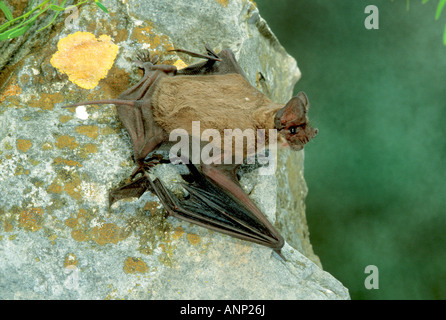 Mexikanische Free-tailed Bat, vor Brasiliensis, Kickapoo Caverns State Park TEXAS Vereinigte Staaten, können Erwachsene Molossidae Stockfoto