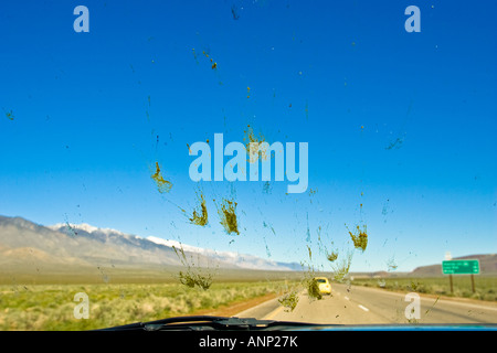 Tote Insekten sind während einer Fahrt über die Windschutzscheibe eines Autos bespritzt. Stockfoto