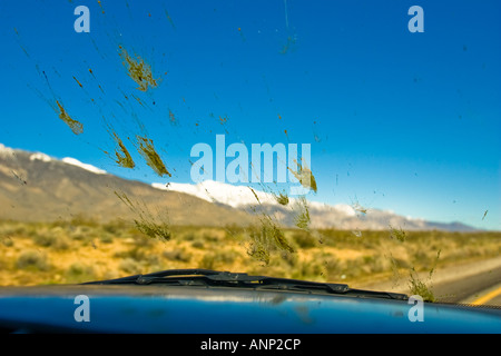 Tote Insekten sind während einer Fahrt über die Windschutzscheibe eines Autos bespritzt. Stockfoto