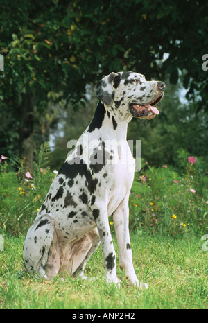 Deutsche Dogge - sitzen auf der Wiese Stockfoto