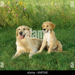 Golden Retriever und Welpen auf Wiese Stockfoto